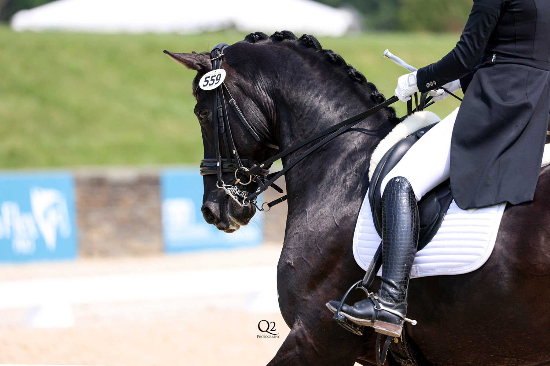 Dressage rider